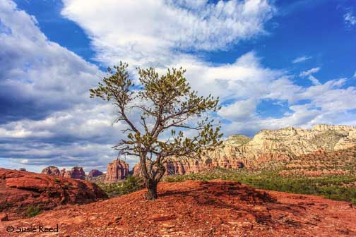 "Tree with a View" • Sedona, AZ Landscape Photograph by Susie Reed