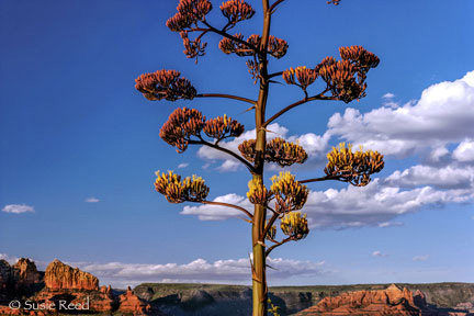 "Blooming Agave Sees On" Picture in agave Sedona, AZ • Photograph by Susie Reed